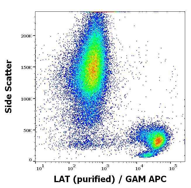 LAT antibody