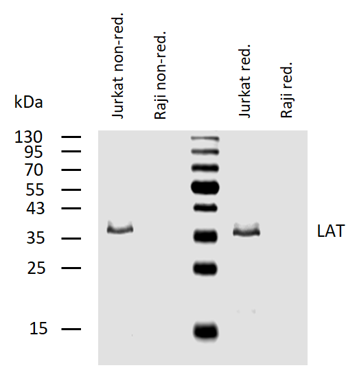 LAT antibody