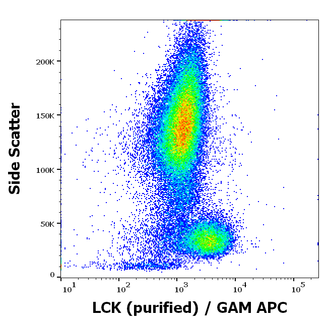 Lck antibody