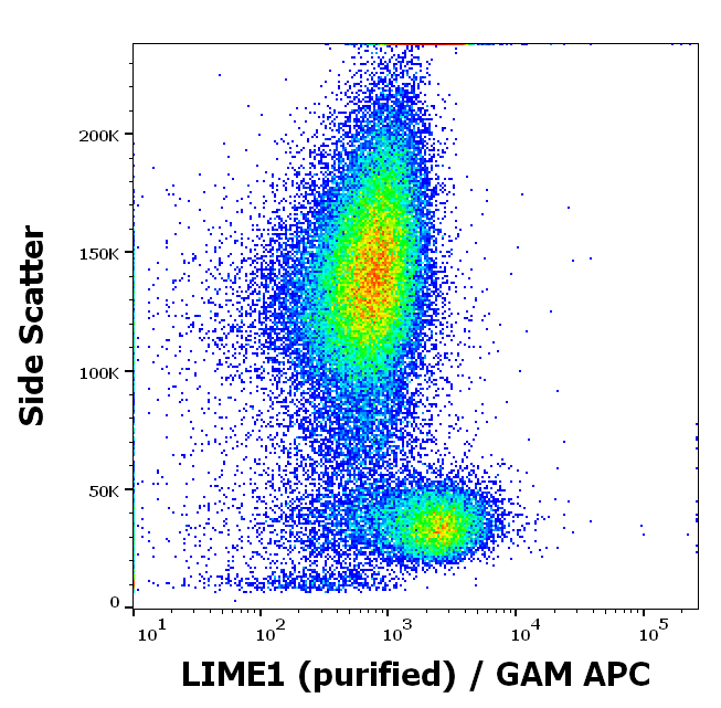 LIME antibody