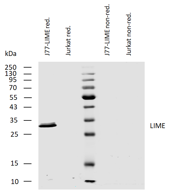 LIME antibody