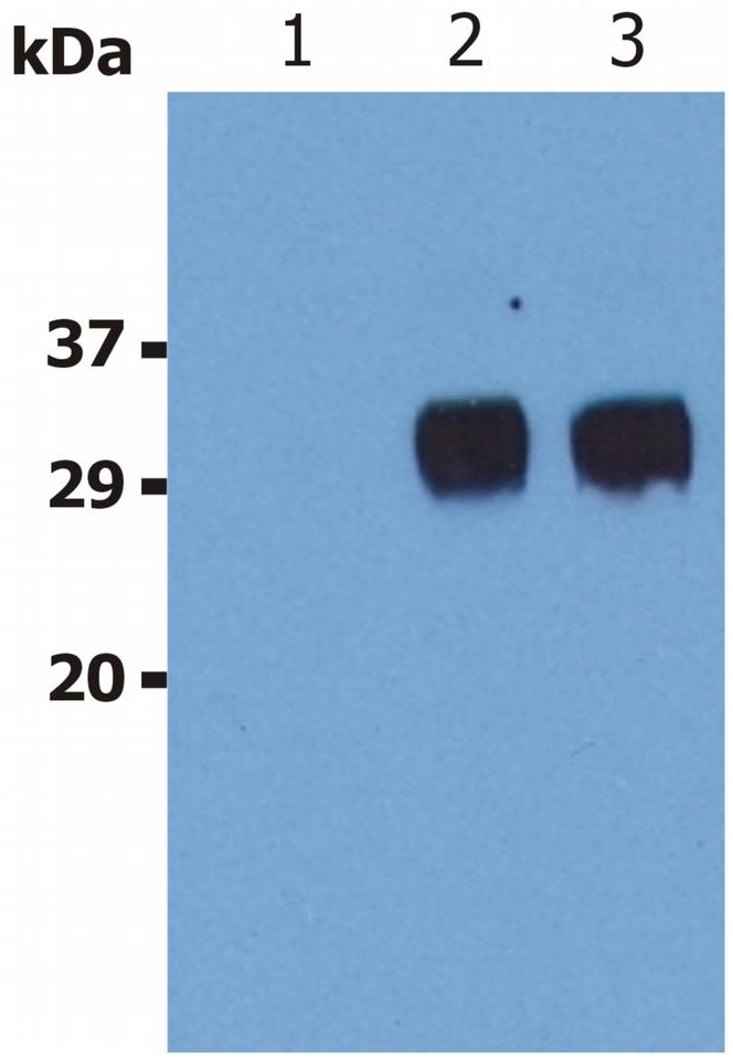 LST1 Antibody