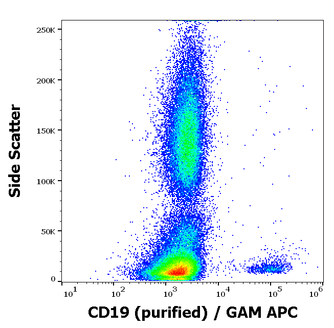 CD19 Antibody