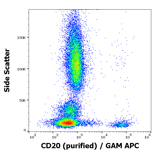 CD20 antibody