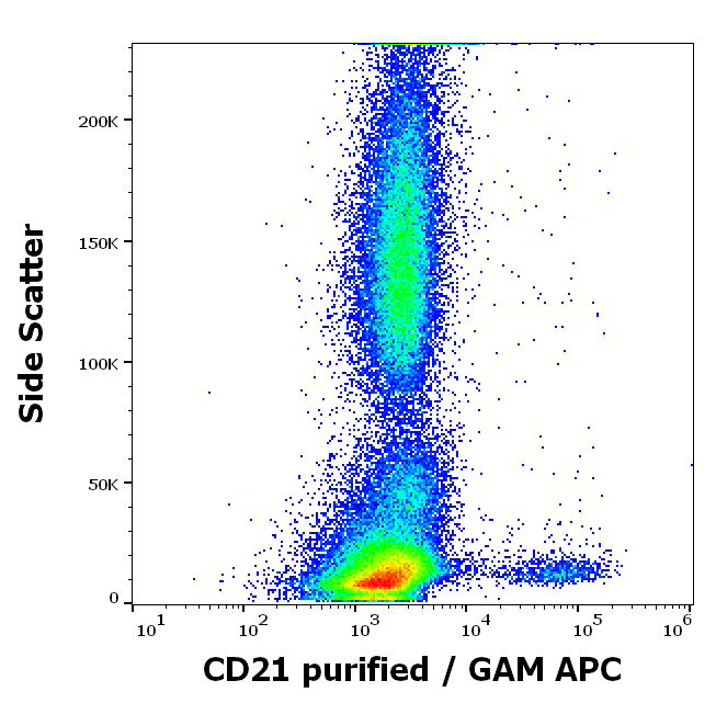 Anti-Hu CD21 Purified