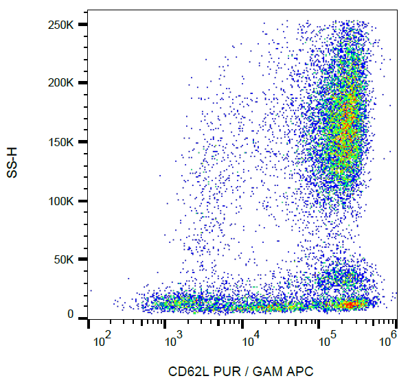 CD62L Antibody