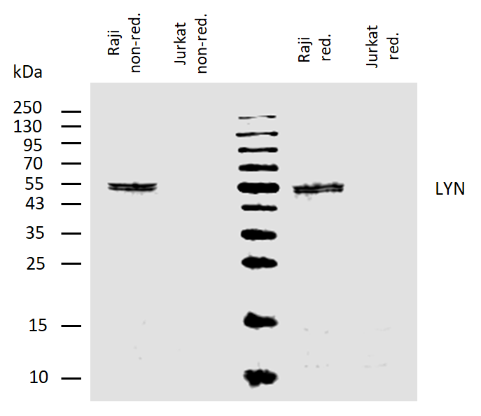 LYN Antibody