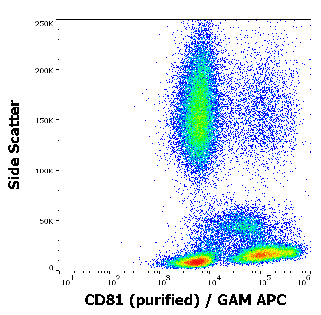 CD81 Antibody