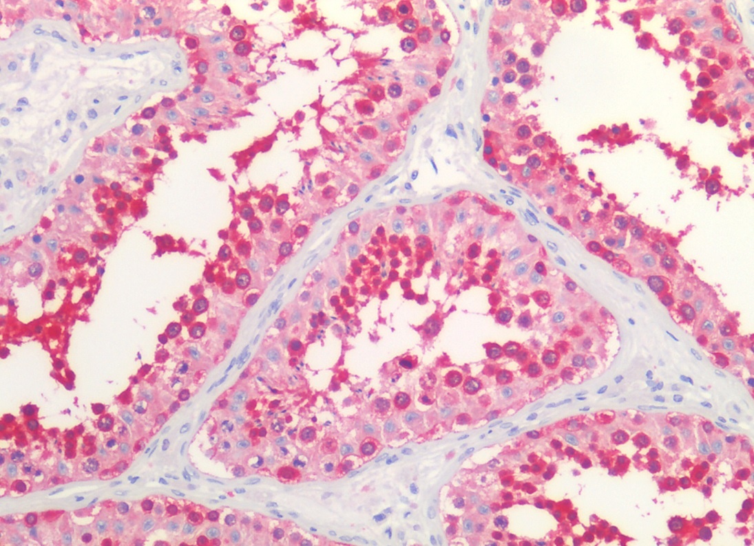 Anti-HSP90 alpha/beta Purified