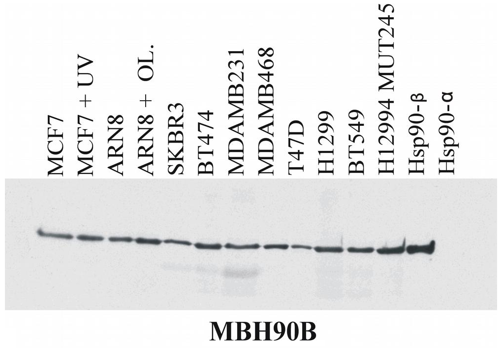HSP90 beta Antibody