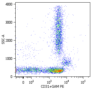 CD31 Antibody