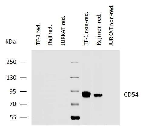 CD54 antibody