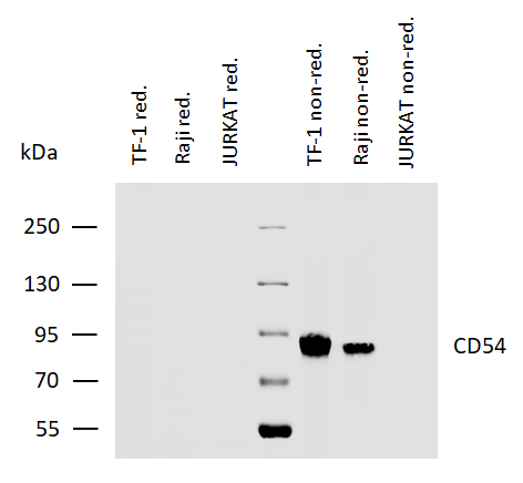 Anti-Hu CD54 Purified