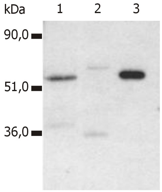 CD4 Antibody