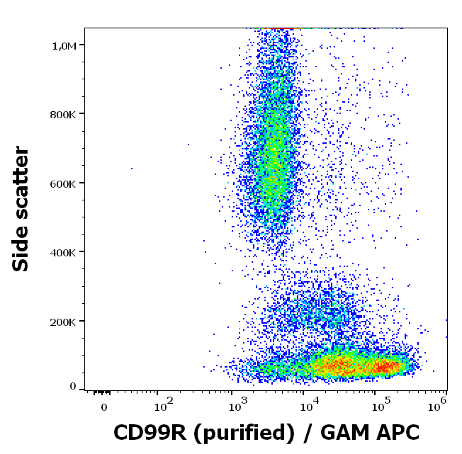 CD99R Antibody