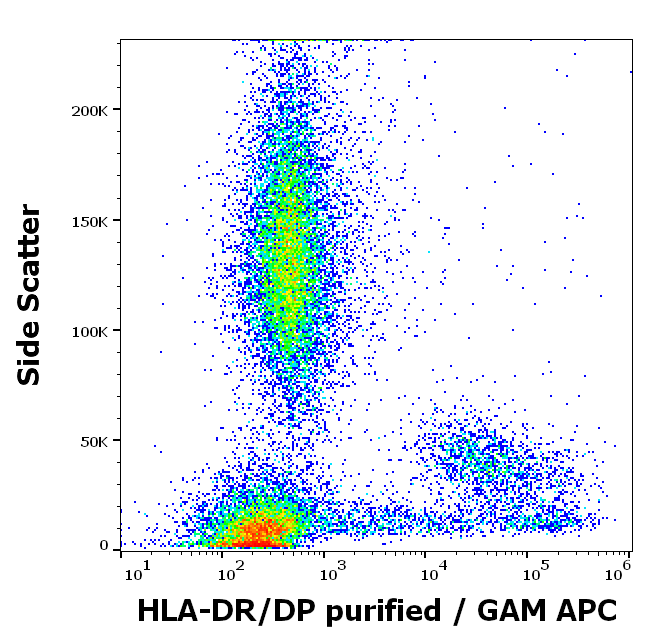 Anti-HLA-DR/DP Purified