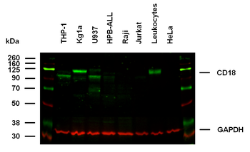 Anti-Hu CD18 Purified
