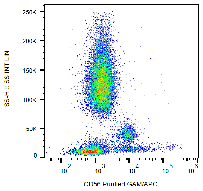 CD56 Antibody