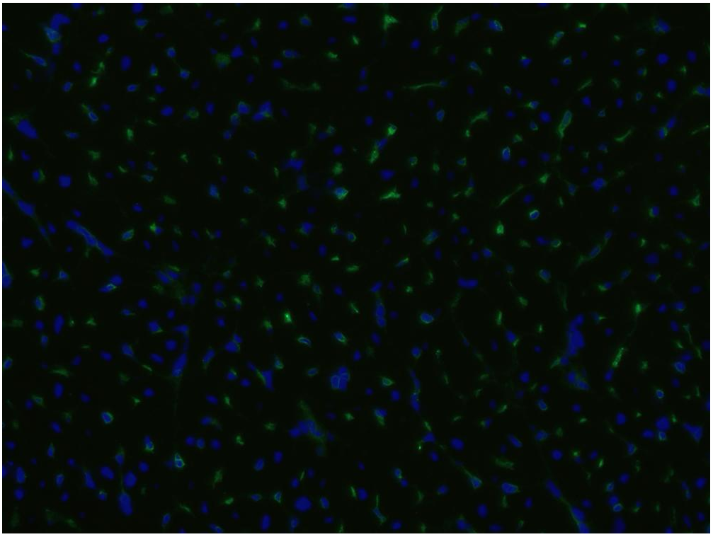 Anti-Hu CD105 Purified