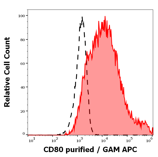 CD80 Antibody