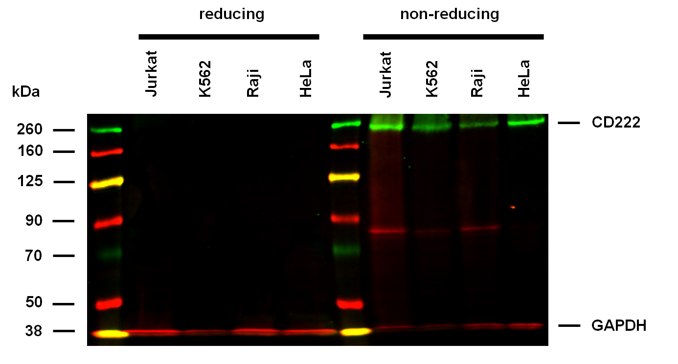 Anti-Hu CD222 Purified