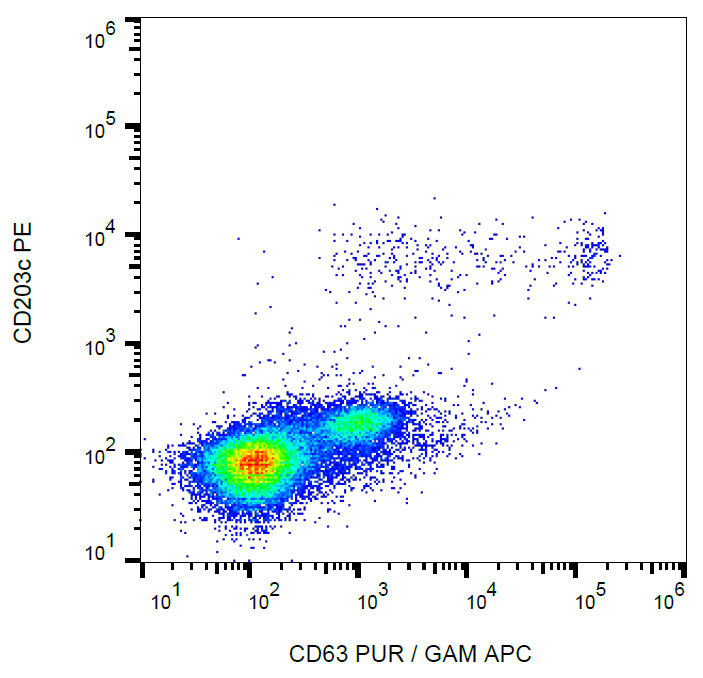 CD63 Antibody