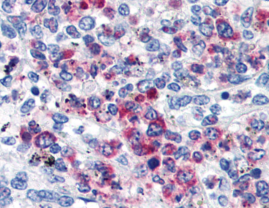 Anti-Hu CD63 Purified
