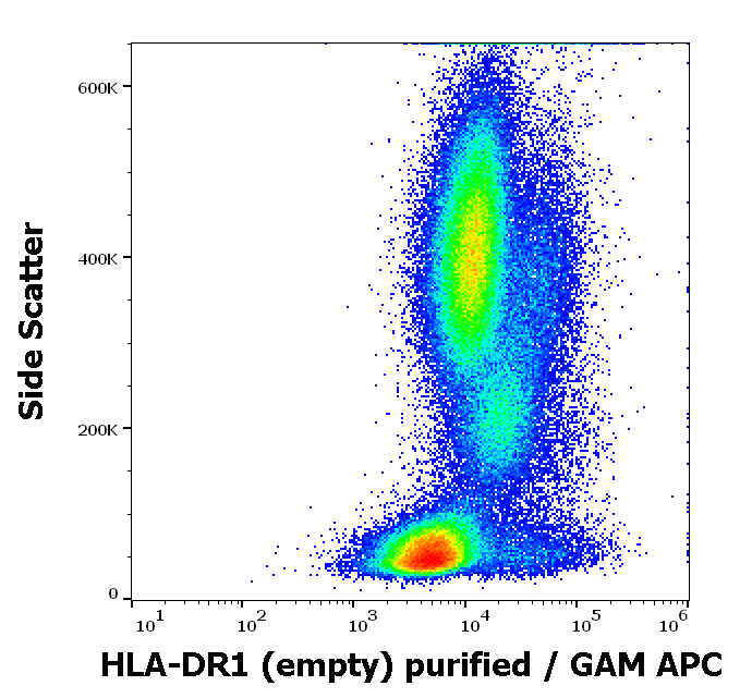 Anti-HLA-DR1 (empty) Purified