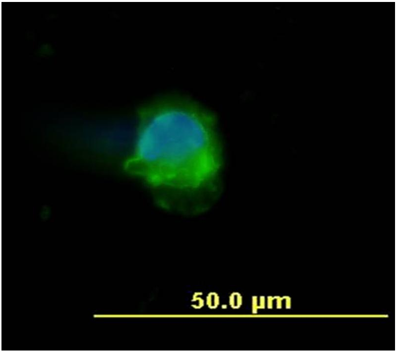 Anti-Hu CD45 Purified