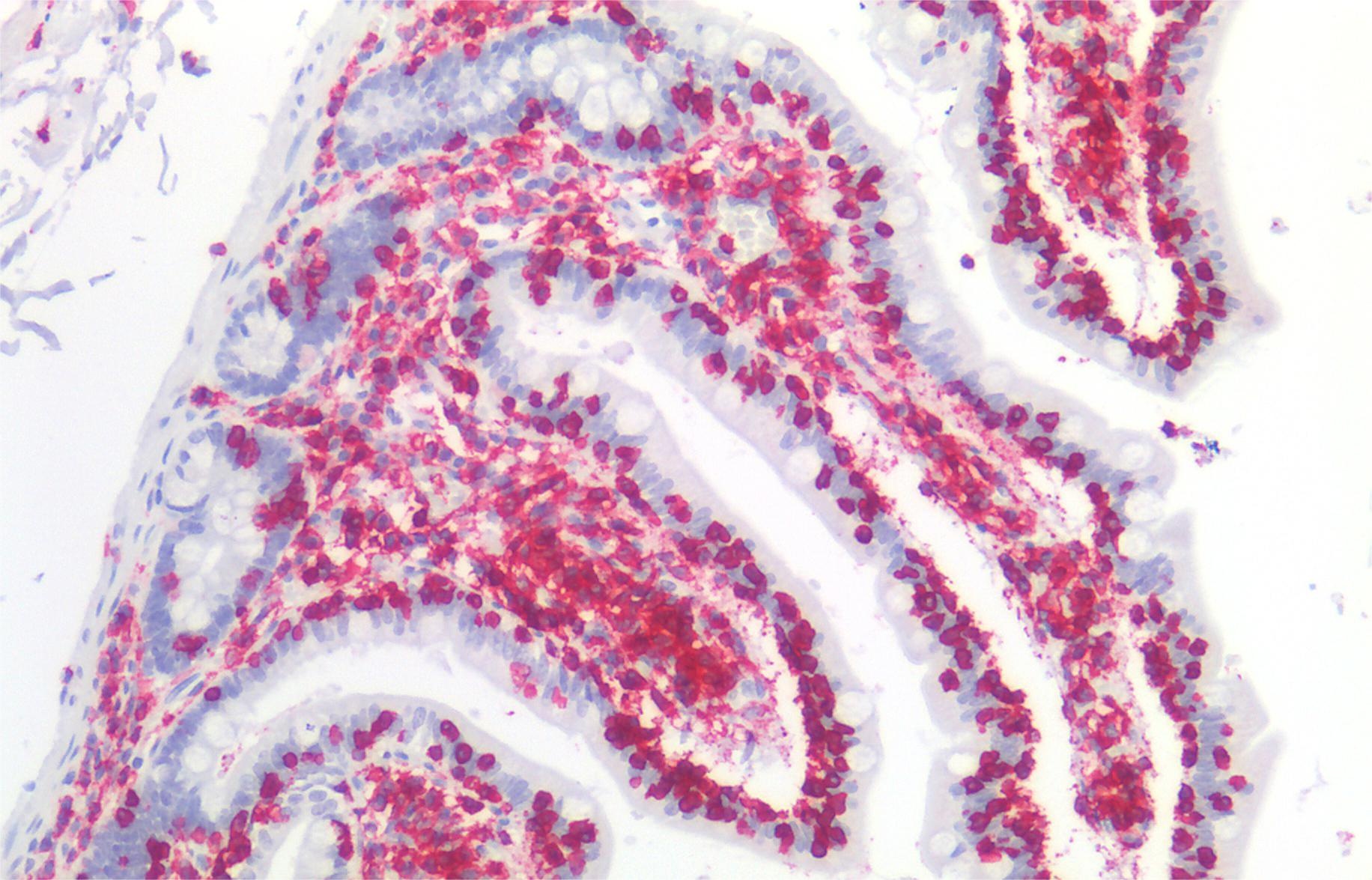 Anti-Hu CD45 Purified