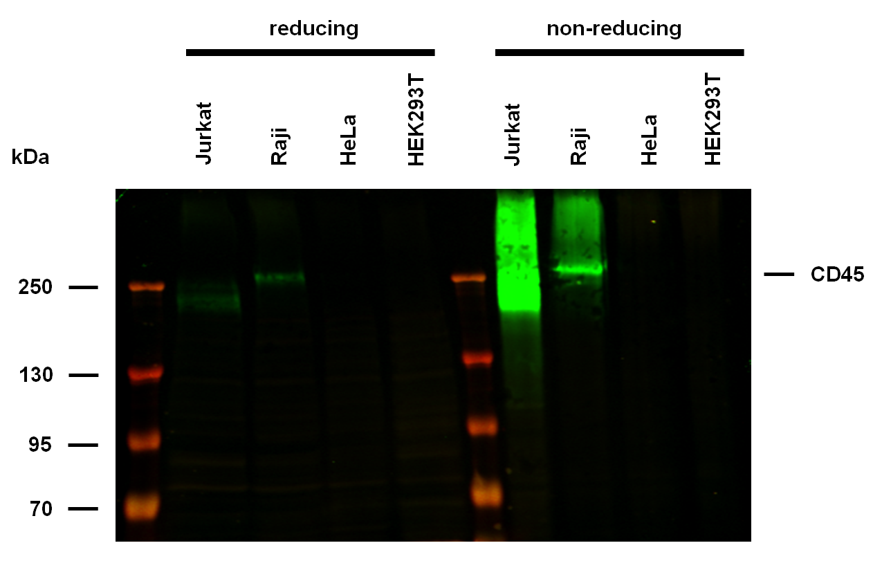 Anti-Hu CD45 Purified