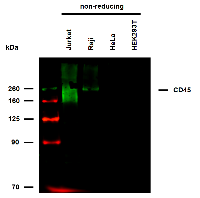 CD45 antibody (Biotin)