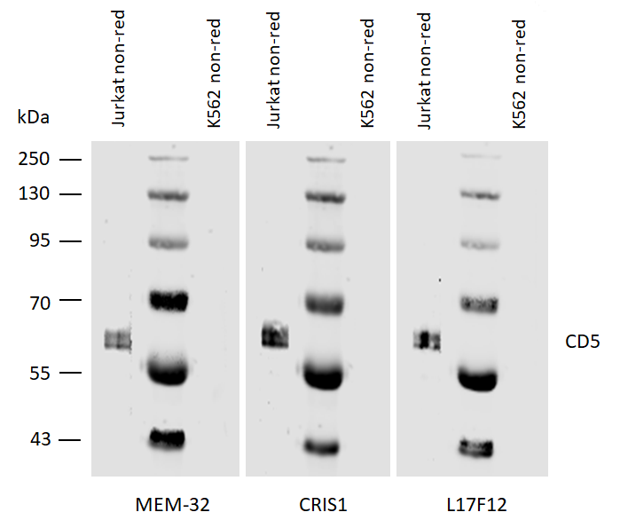 CD5 antibody