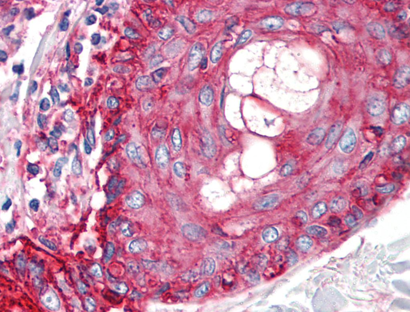 Anti-Hu CD59 Purified
