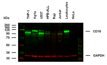 Anti-Hu CD18 Purified