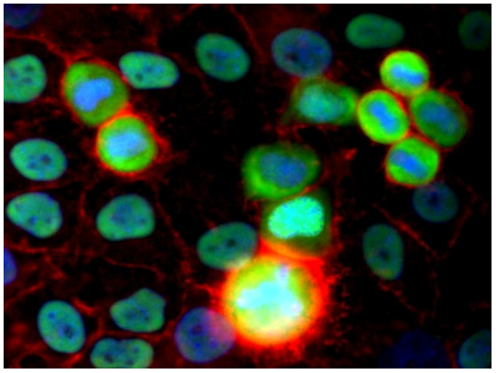 Ku80 Antigen Purified Antibody