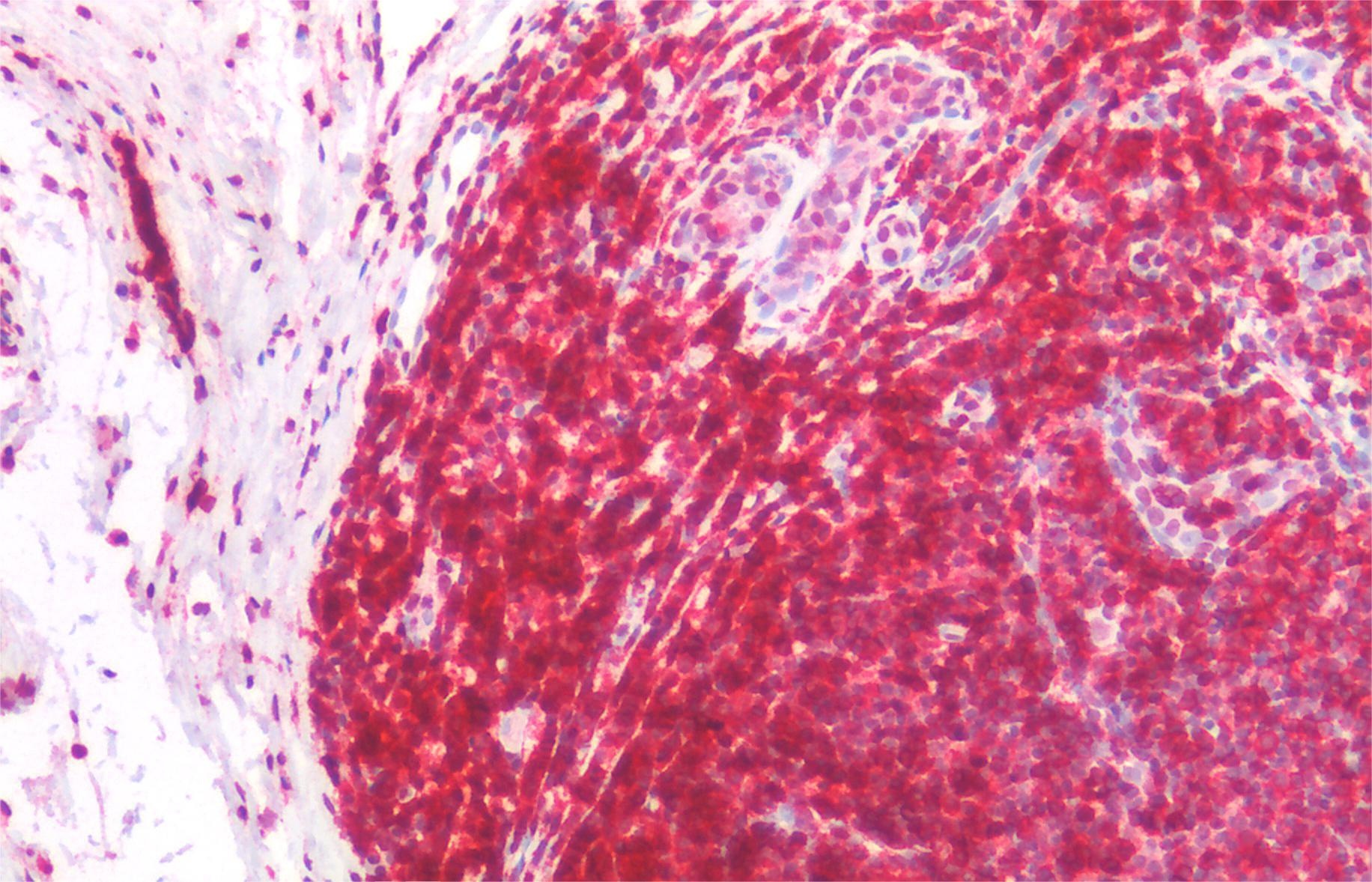 Anti-Hu CD45RA Purified