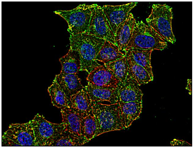 CD71 antibody