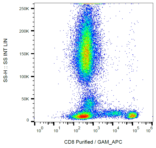 CD8 Antibody
