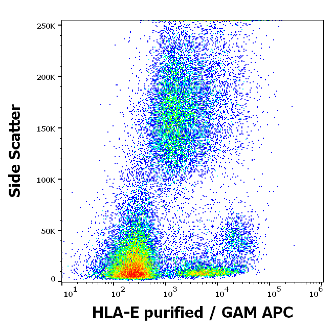 Anti-HLA-E Purified
