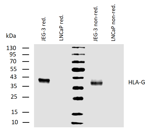 Anti-HLA-G Purified