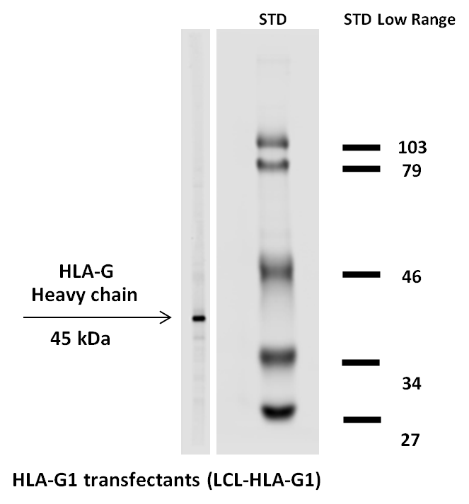 HLA-G Antibody (Biotin)