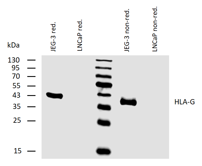 Anti-HLA-G Purified