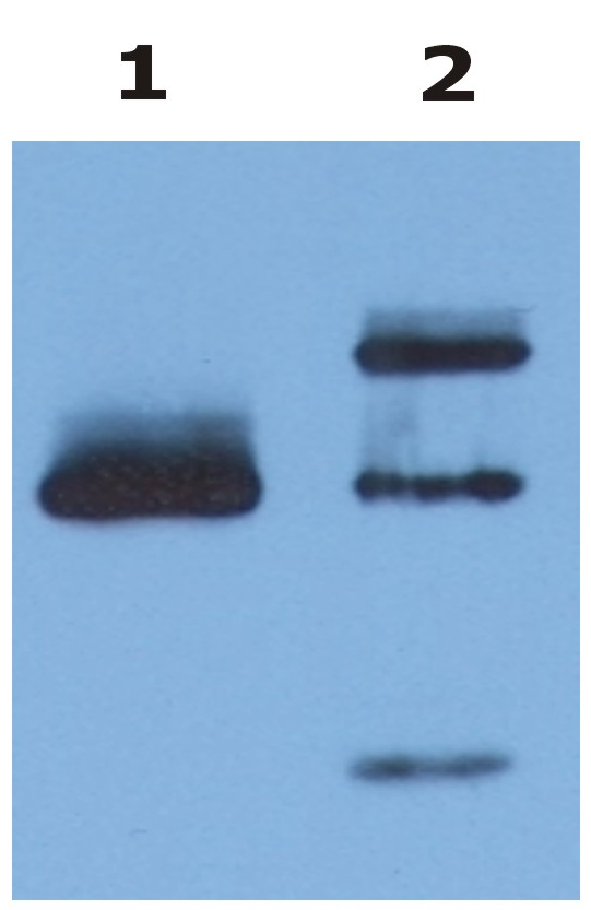 Anti-HLA-G Purified Azide Free