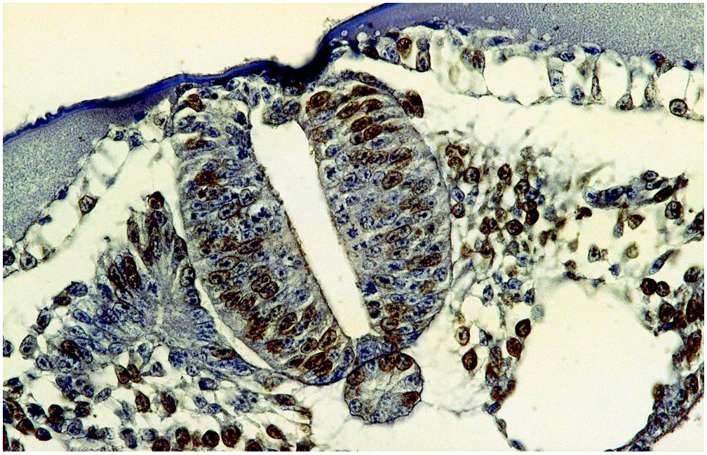 5-BrdU antibody