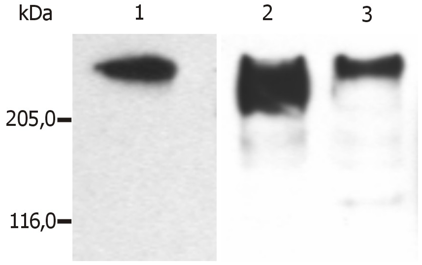 MAP2 Antibody