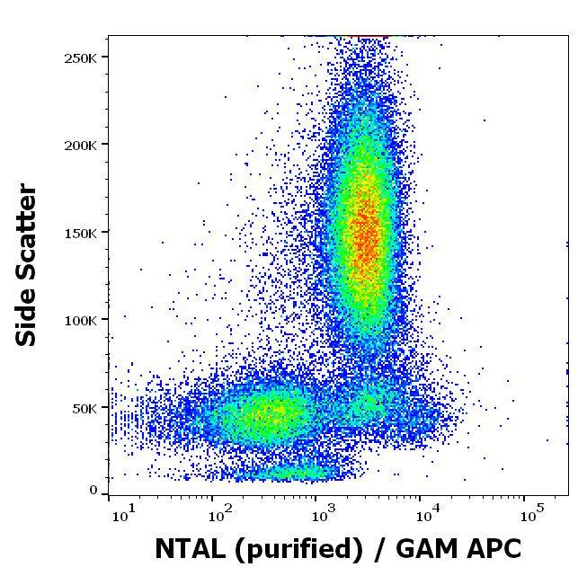 NTAL antibody