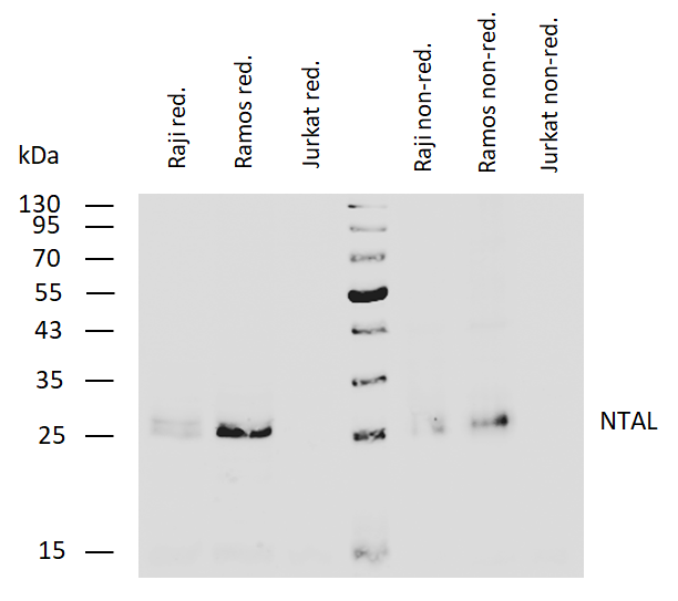 NTAL antibody