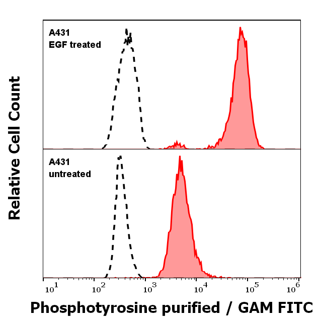 Phosphotyrosine Antibody