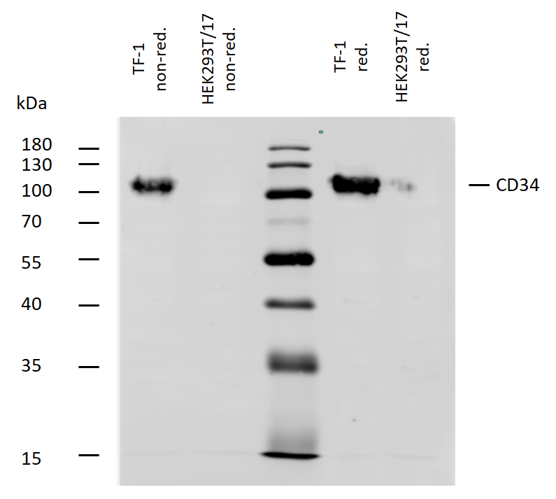 Anti-Hu CD34 Purified Azide Free